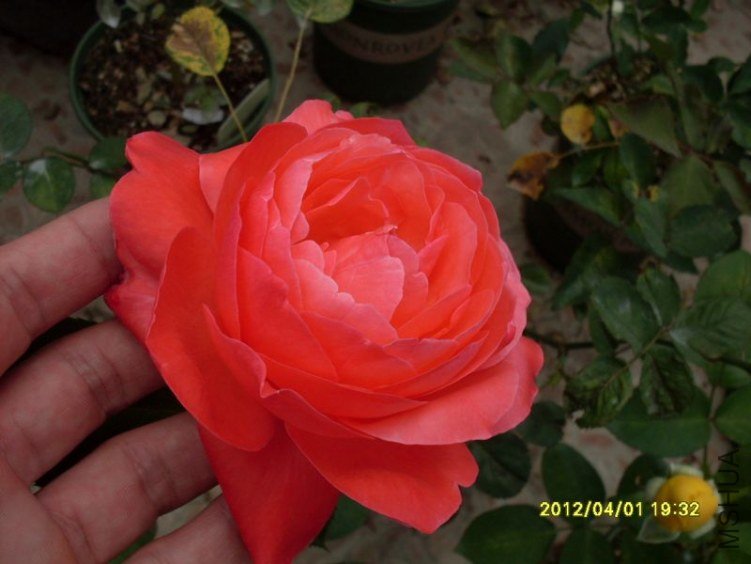 SDC11801_nEO_IMG.jpg
