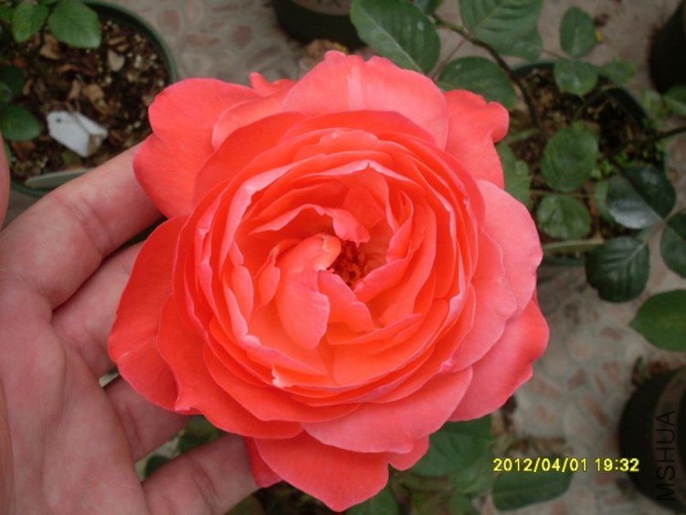 SDC11800_nEO_IMG.jpg