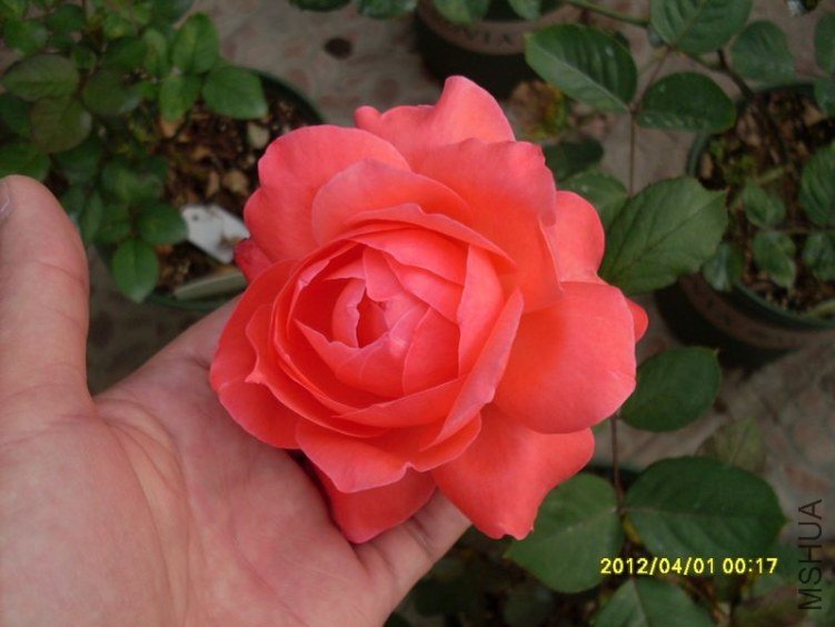 SDC11750_nEO_IMG.jpg