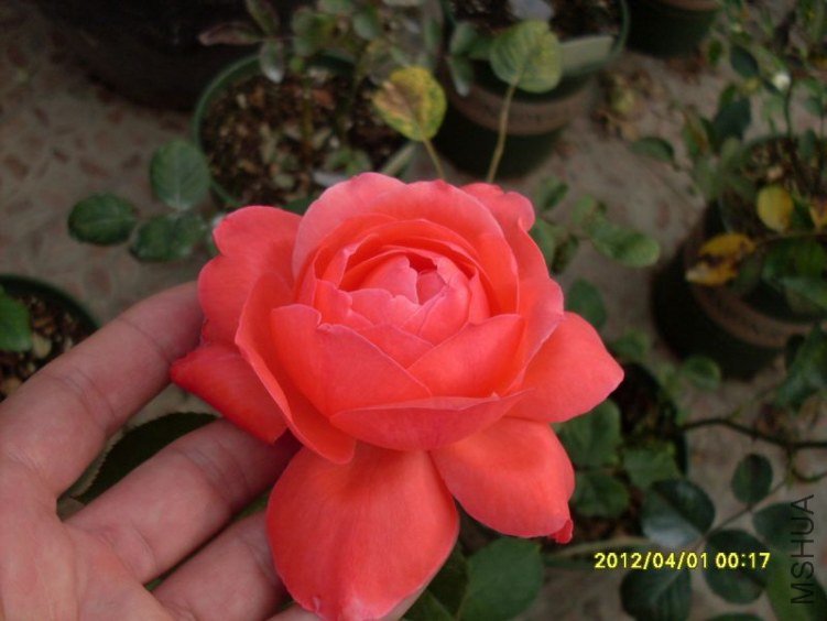 SDC11749_nEO_IMG.jpg