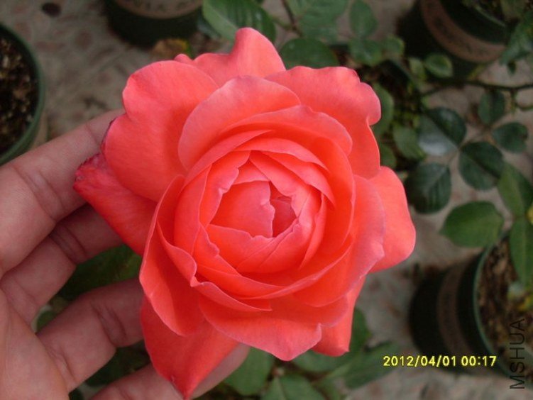SDC11748_nEO_IMG.jpg