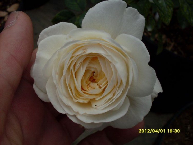 SDC11785_nEO_IMG.jpg