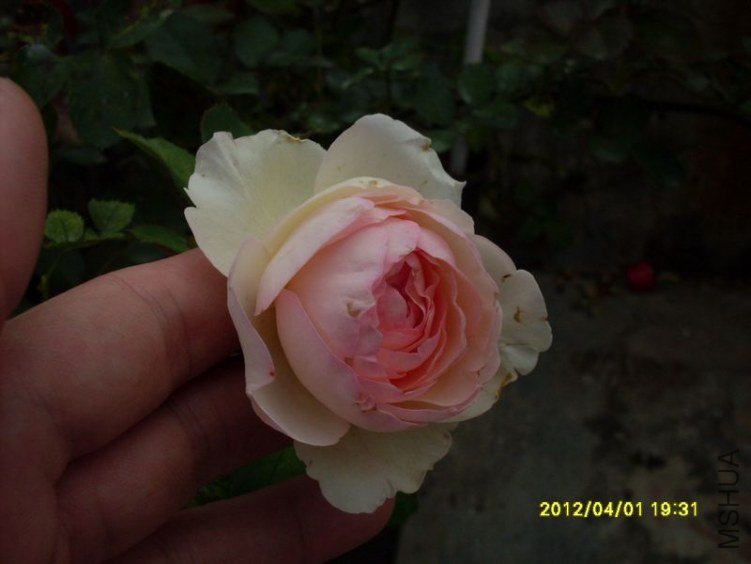 SDC11792_nEO_IMG.jpg