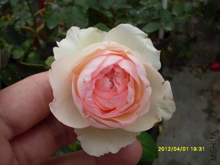 SDC11791_nEO_IMG.jpg