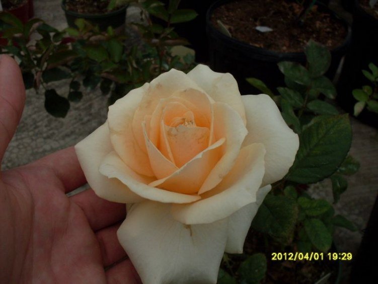 SDC11776_nEO_IMG.jpg