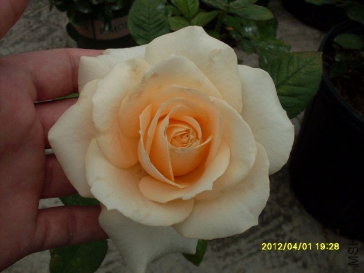 SDC11774_nEO_IMG.jpg