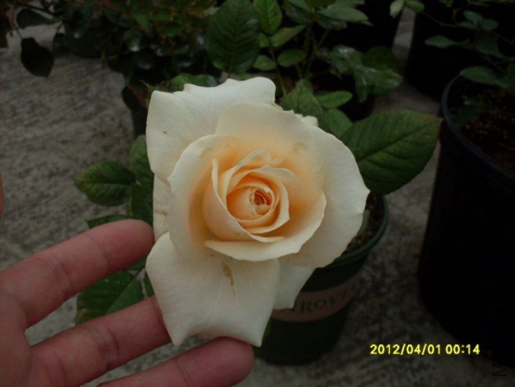 SDC11720_nEO_IMG.jpg