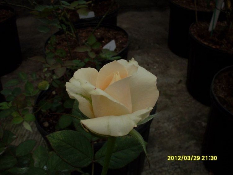 SDC11693_nEO_IMG.jpg