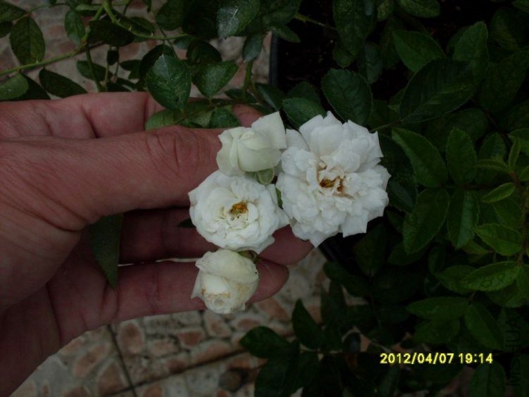 SDC11866_nEO_IMG.jpg