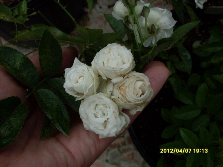 SDC11864_nEO_IMG.jpg