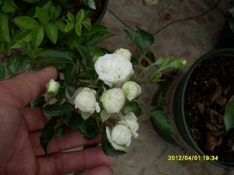 SDC11813_nEO_IMG.jpg