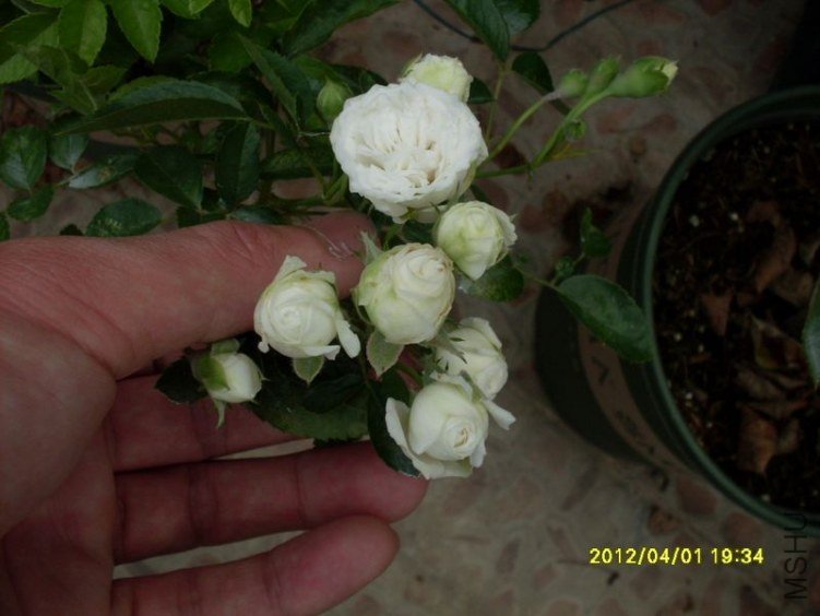 SDC11812_nEO_IMG.jpg