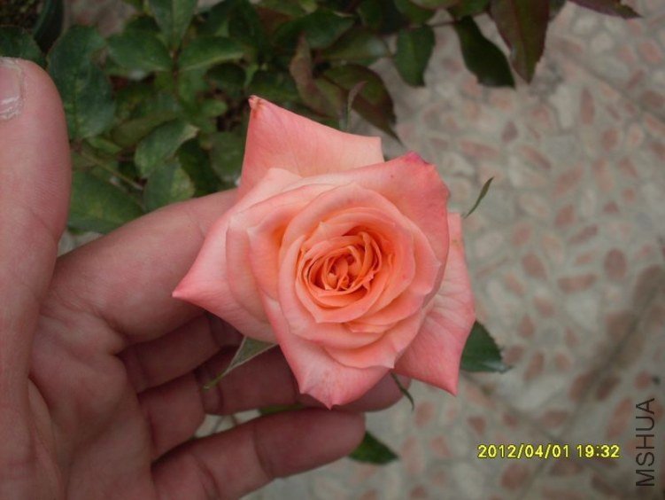 SDC11799_nEO_IMG.jpg