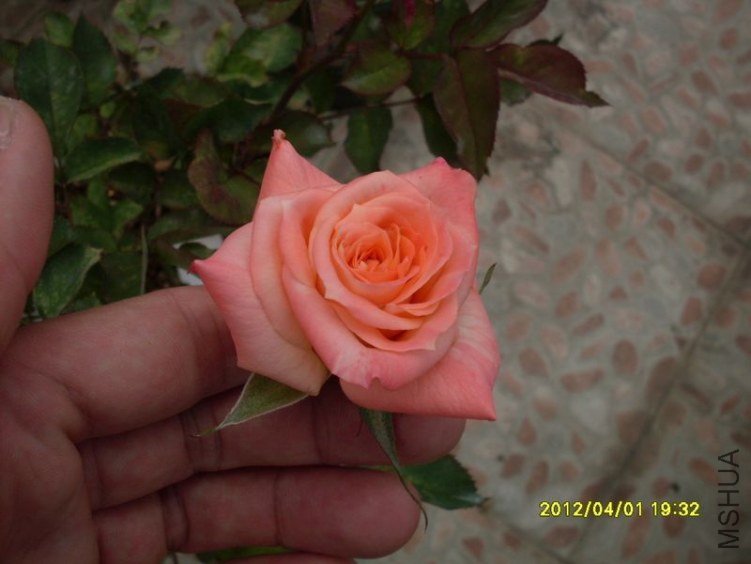 SDC11798_nEO_IMG.jpg