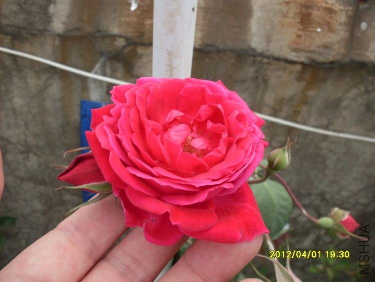 SDC11783_nEO_IMG.jpg