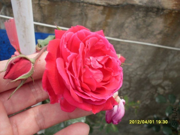 SDC11782_nEO_IMG.jpg