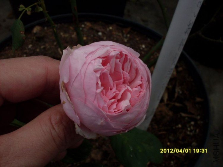 SDC11789_nEO_IMG.jpg