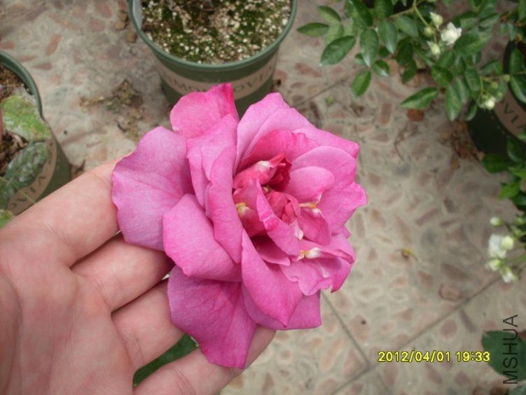 SDC11809_nEO_IMG.jpg