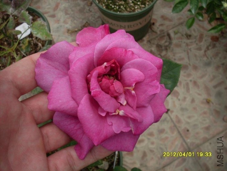 SDC11807_nEO_IMG.jpg