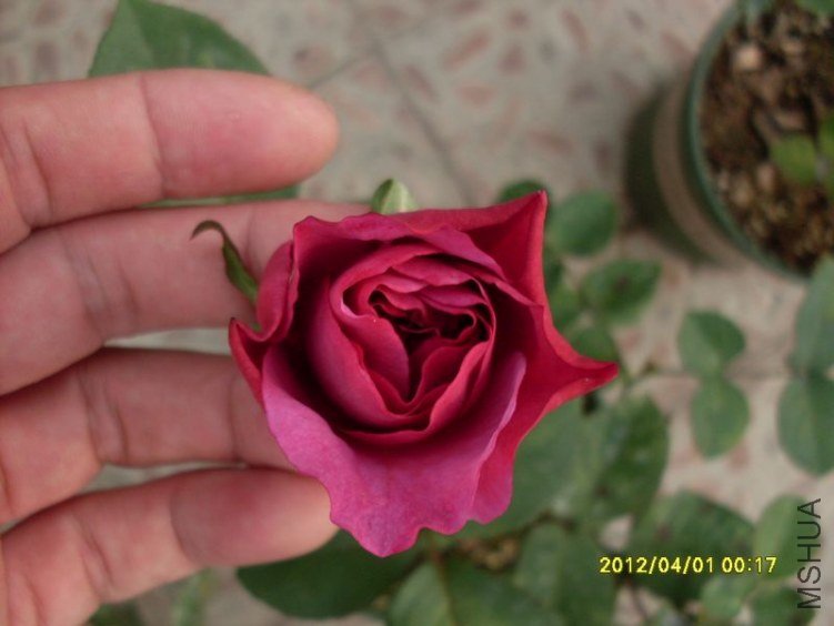 SDC11751_nEO_IMG.jpg