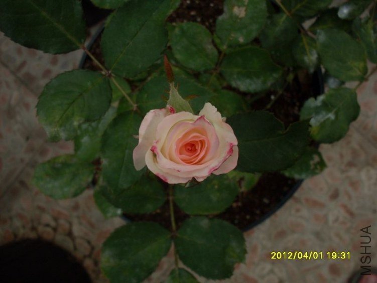 SDC11795_nEO_IMG.jpg