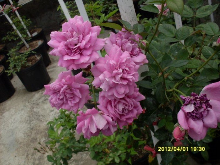 SDC11784_nEO_IMG.jpg