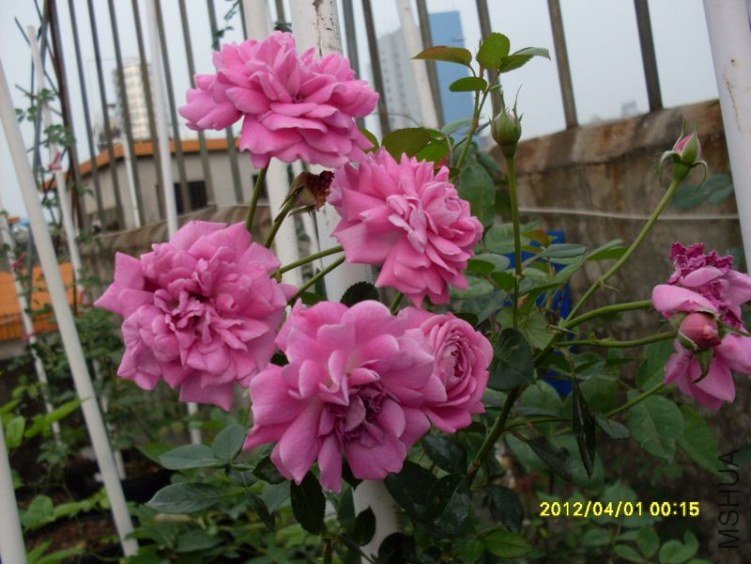 SDC11737_nEO_IMG.jpg
