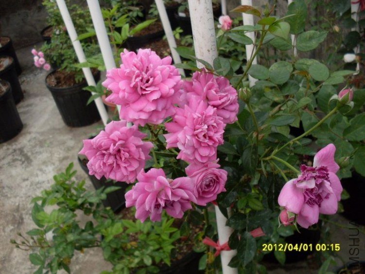 SDC11736_nEO_IMG.jpg
