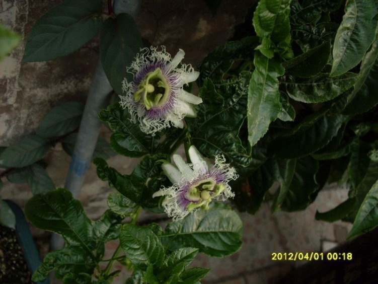 SDC11758_nEO_IMG.jpg