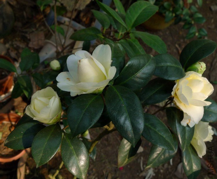 P1450006.jpg
