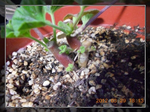 ֱ��������1 (2).jpg