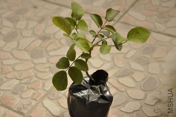 nEO_IMG_��Ƭ 783.jpg