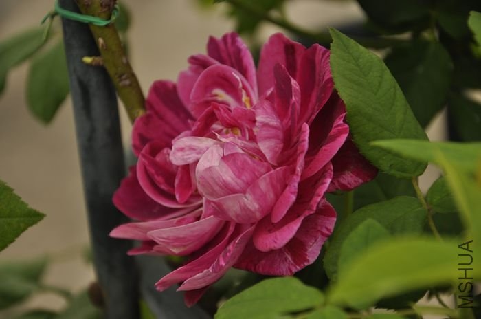 nEO_IMG_��Ƭ 946.jpg