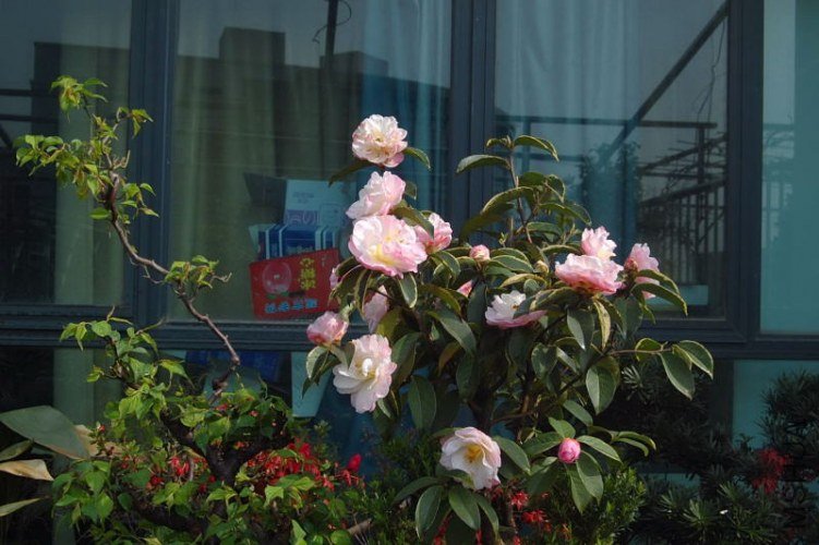 DSC_00630063.JPG