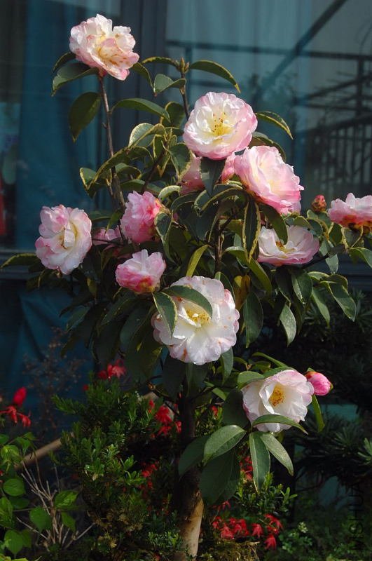 DSC_00330033.JPG