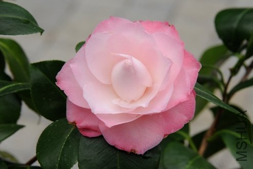 DSC_1548-SS.jpg