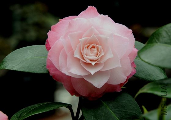 DSC_1552-SS.jpg
