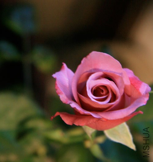IMG_6697.jpg