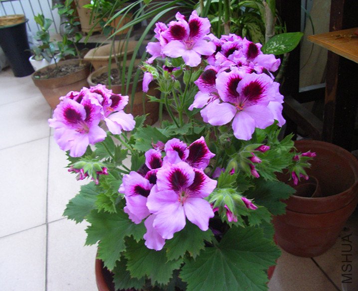 RIMG0055_����.jpg