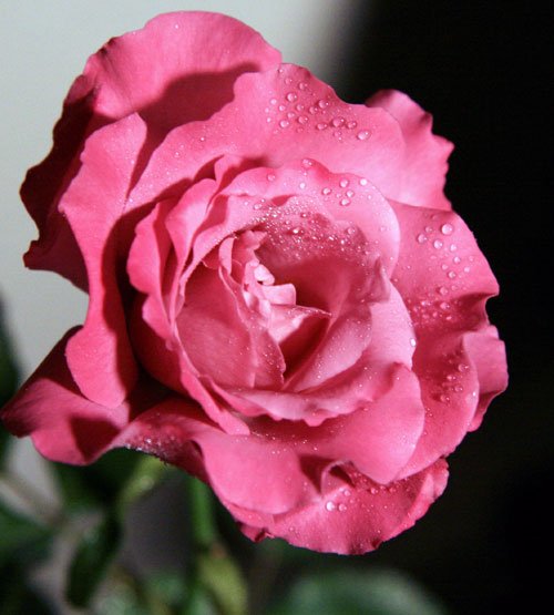 IMG_6727.jpg