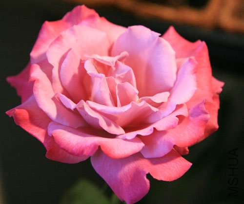 IMG_6728.jpg