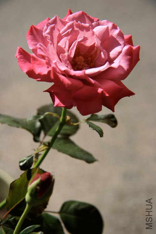 IMG_6741.jpg