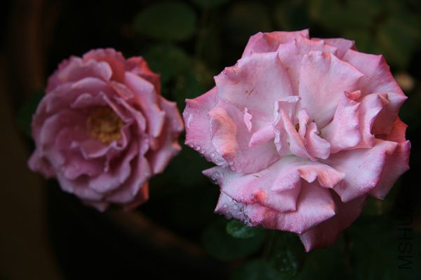 IMG_6897.jpg