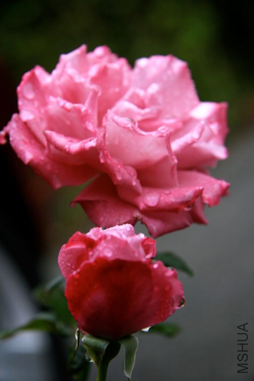 IMG_6803.jpg