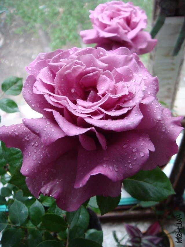 DSC00022.JPG
