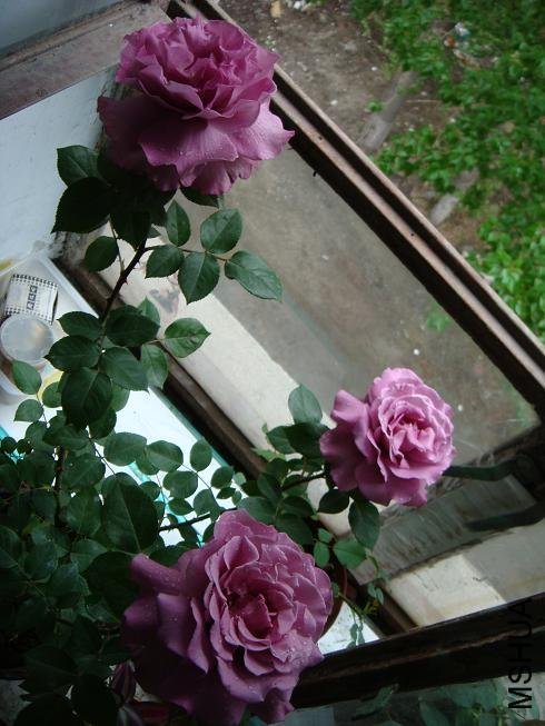 DSC00062.JPG