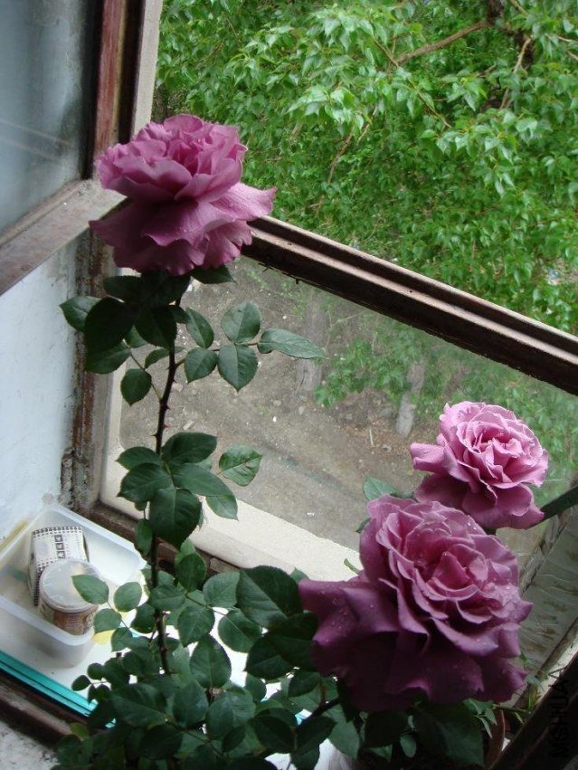 DSC00055.JPG