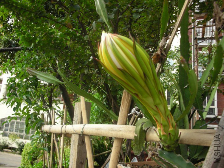 DSCN5171.JPG