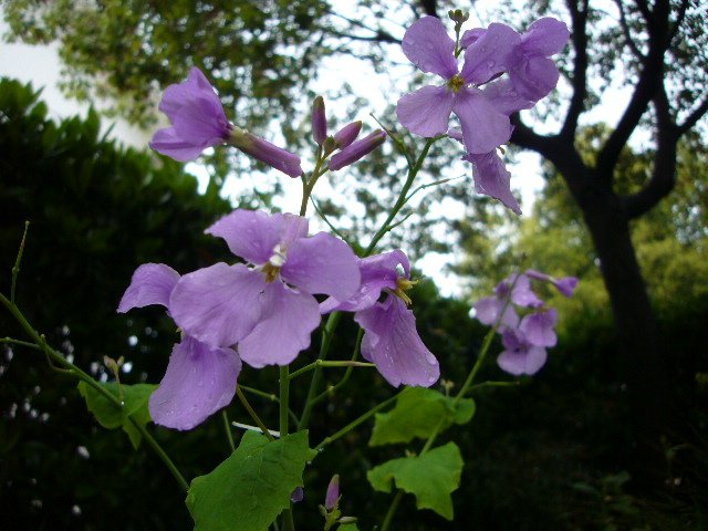 ������20120413 01.JPG