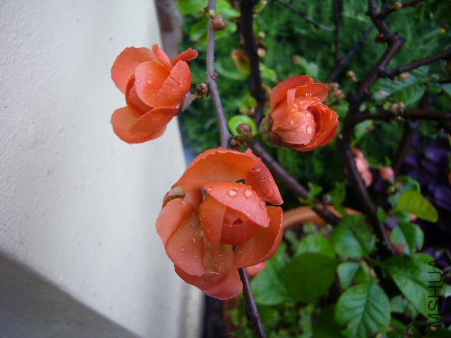 �ձ�����20120413 01.JPG